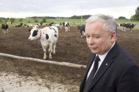 Jarosław Kaczyński odwiedził gospodarstwo produkcji mlecznej we wsi Jakać Borki